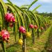 La pitahaya es una fruta de apariencia llamativa, que ha ganado presencia en el mercado dominicano, gracias a sus aportes nutritivos, especialmente de vitaminas B y C.