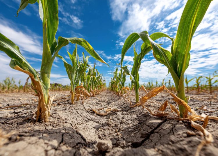 La sequía y la escasez de agua se encuentran entre los efectos que pueden intensificarse durante períodos de altas temperaturas y pocas precipitaciones.