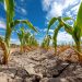 La sequía y la escasez de agua se encuentran entre los efectos que pueden intensificarse durante períodos de altas temperaturas y pocas precipitaciones.