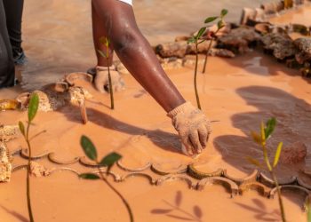 Plántulas de manglar en proceso de monitoreo técnico para evaluar su desarrollo y crecimiento de raíces aéreas.
