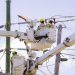 Las brigadas de ETED reemplazarán estructuras deterioradas como parte de las labores de mantenimiento de la red eléctrica.
