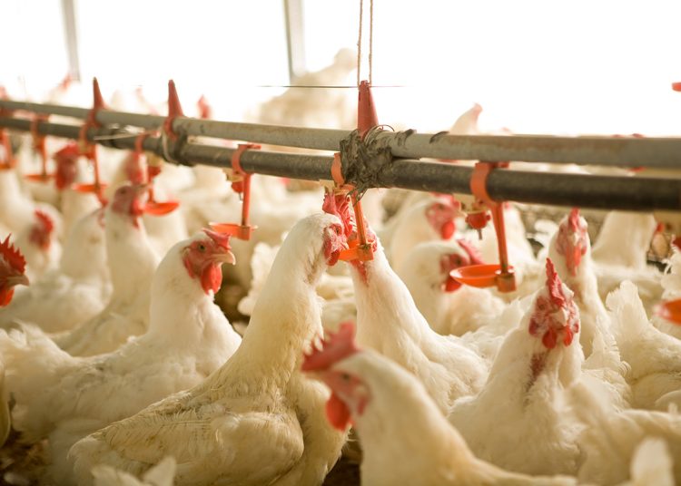 La producción nacional de pollo abastece el 85% de la demanda total en República Dominicana.