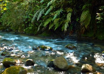 Las iniciativas deben de estar orientadas a la conservación ambiental, acción climática y el uso sostenible de los recursos naturales.
