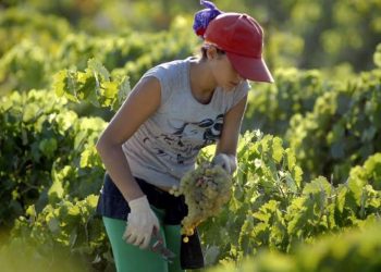 Mujeres rurales enfrentan mayores dificultades para insertarse en el mercado laboral, según cifras, elaboradas por ONE a partir de ENCFT del BCRD.
