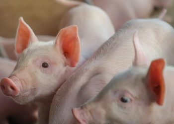 De acuerdo con el informe, Bagrícola programó RD$28,252.1 millones para financiar actividades agropecuarias en todo el país.