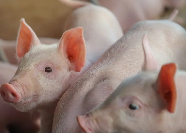 De acuerdo con el informe, Bagrícola programó RD$28,252.1 millones para financiar actividades agropecuarias en todo el país.