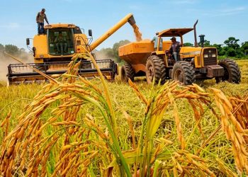 El sector arrocero dominicano indica que consumo nacional ronda entre 1.2 y 1.5 millones de quintales mensuales.