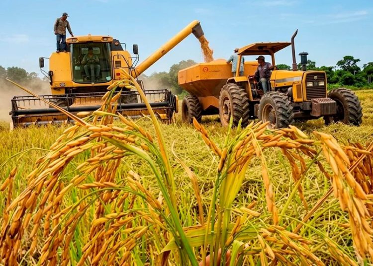 El sector arrocero dominicano indica que consumo nacional ronda entre 1.2 y 1.5 millones de quintales mensuales.