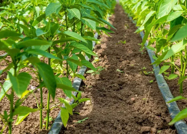 El 73.5% del área sembrada en República Dominicana depende de las lluvias, lo que hace que las precipitaciones sean determinantes para el desarrollo de los cultivos.