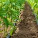 El 73.5% del área sembrada en República Dominicana depende de las lluvias, lo que hace que las precipitaciones sean determinantes para el desarrollo de los cultivos.