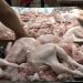De acuerdo con ProConsumidor, el país no ha recurrido a importaciones masivas de esta carne.